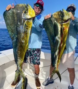 Big Sailfish Showing Up at the Boat Today