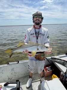 Quality Snook in the Box for Dinner as Seasonal Action Peaks Before Closed Season in September