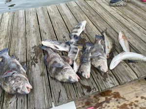 Steady Fishing Despite the Wind in Gulf Shores