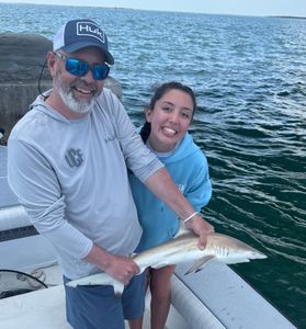 Sharks and tarpon
