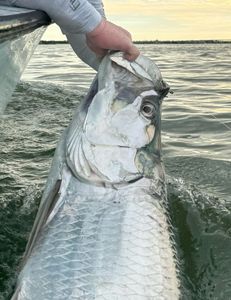 Big Tarpon