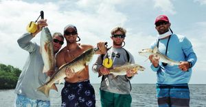 Cape Coral, Redfish Florida Fishing 