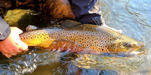 New York Fishing License