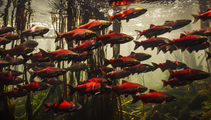 Get Your Valid Michigan Fishing License 