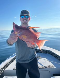 All the hogs you want !