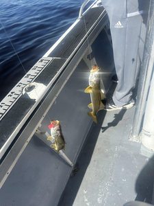Daytona Beach Nearshore Action: Croaker, Sheepshead & Snook!