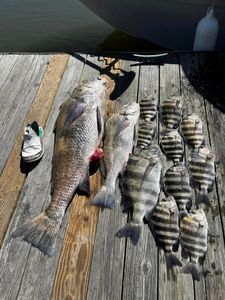 Good fishing charter success in Georgia today! 