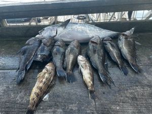 Good Friends, Great Catch, and an Unforgettable Offshore Trip 🎣