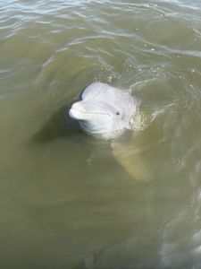 Dolphin tours included in our charters!