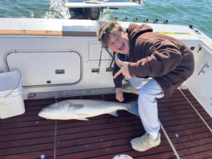 The Striped Bass Are Moving In