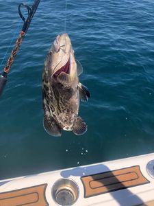 Grouper Fish from Fort Walton Beach, FL