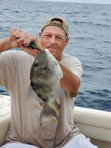 Grey Triggerfish captured in Florida waters