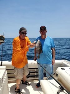 Grey Triggerfish Delight in Florida