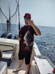 Triggerfish captured in Fort Walton Beach  