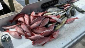 Current Conditions, Reef Trends, and Best Booking Windows for King Slayer Charters