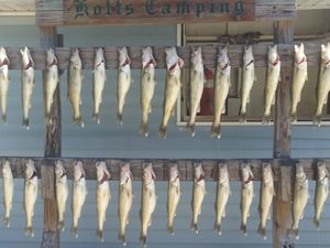 Lake Erie lots of walleye reeled!