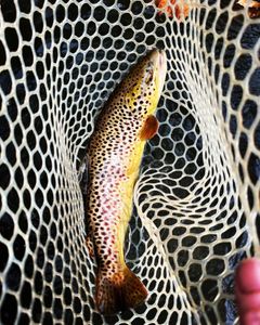 Beautiful Brown Trout Caught in Cumberland River