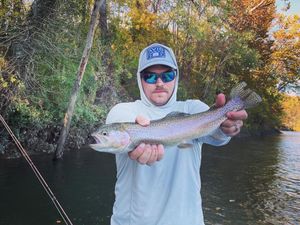 Rainbow Trout in Cumberland River