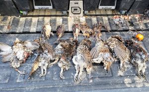 Nice Mixed Bag