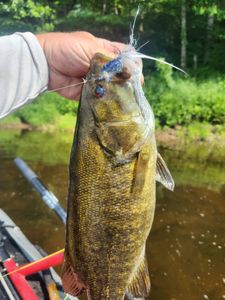 19" Smallmouth 3.08LBS