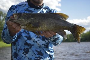 3.8lbs Smallmouth 