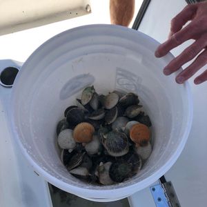 best scalloping charters Crystal River