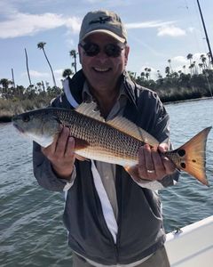 crystal river fish are hungry these days!