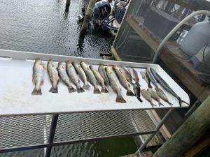 Speckled Trout Fishing Florida