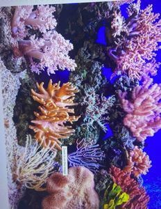 coral dive