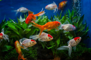 Florida City River Goldfish Action - Summer Drift Fishing Trip