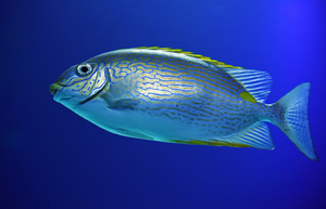 Tarpon Springs Inshore: Non-Stop Bites with MTSix Fishing Charters