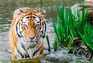 URL- Artistic - Affordable South Carolina Fishing Charters for Summer Adventures