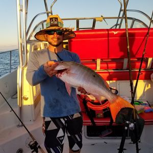 Mutton Snapper Fish from Fort Lauderdale, FL