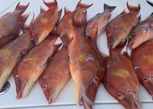 Florida Fishing License Guide for Anglers
