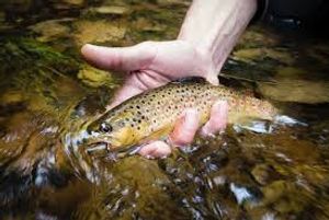 Brown trout all day 