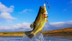 Battenkill River Top Catches’