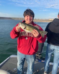 Mastering Fishing Bass in TX