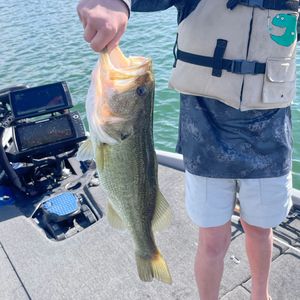 Lake Travis largemouth bass