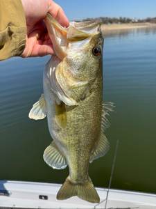 Non-Stop Bass Action on Lake Travis - 4 Hour Winter Charter