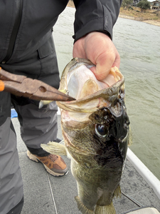 Lake Travis Bass Fishing: Winter Morning Action with Bass Tours ATX
