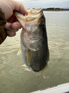 Lake Travis White Bass Success with Bass Tours ATX Winter Trip