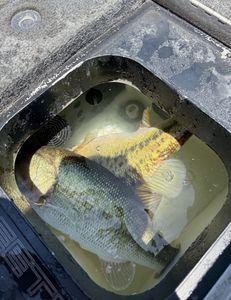 Lake Travis fishing report