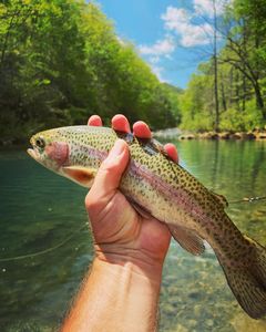Nice sunny day hooking trout in Chattanooga!