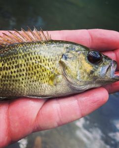 Rock Bass is biting in Chattanooga, Tennessee!