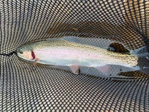 Rainbow trout in the waters of Chattanooga!