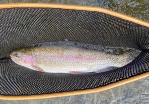 Nice rainbow trout reeled in TN!