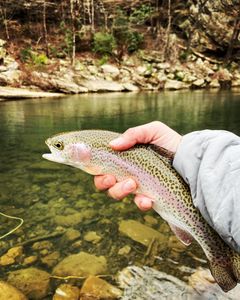 Clear waters reeling in rainbow trout in TN!