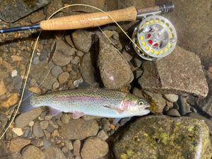 Essentials: Trout and gears