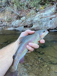 Trout Are Biting Again 🍁🐟