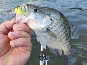 How to Obtain Your Missouri Fishing License